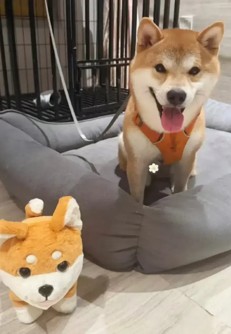 呼安